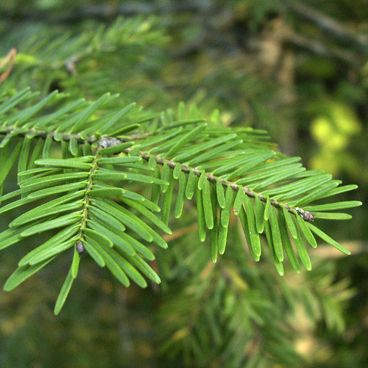 Balsam Fir (Abies balsamea) Essential Oil