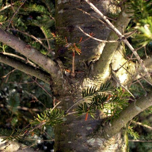 Balsam Fir, Bark (Abies balsamea) Essential Oil